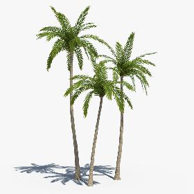 Coconut Palms Set 01